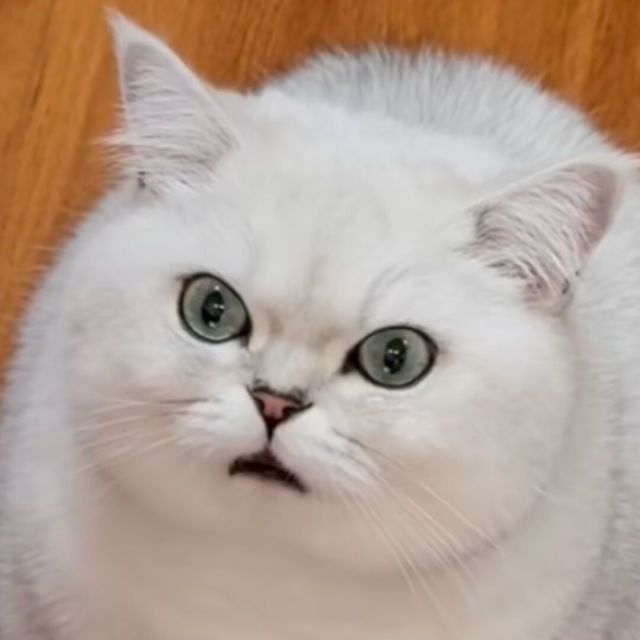 Pai
